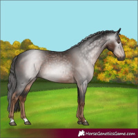 Horse Color:Gray Liver Chestnut 