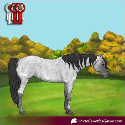 Horse Color:Blue Ice Roan 