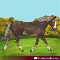 Horse Color:Gray Chocolate Palomino Mushroom