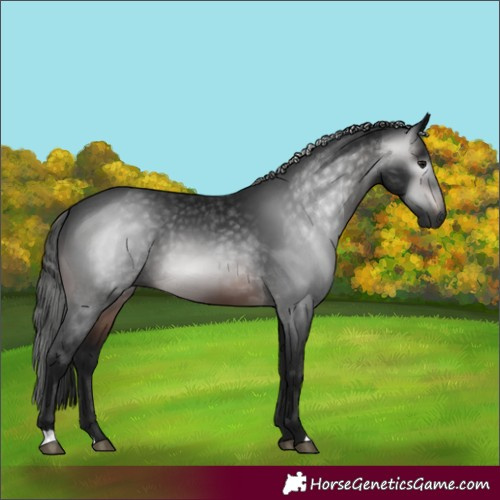 Horse Color:Gray Brown 