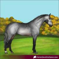 Horse Color:Gray Brown 