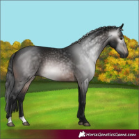 Horse Color:Gray Brown 
