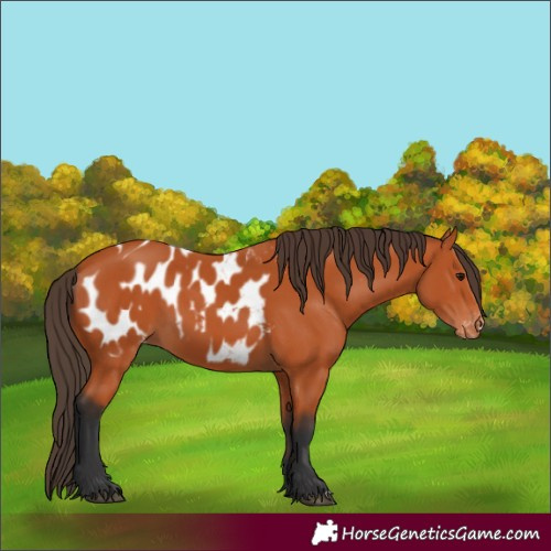 Horse Color:Bay Blanket 