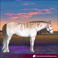 Horse Color:White Spotted Bay Splash  and White Spotted Amber Champagne Splash 
