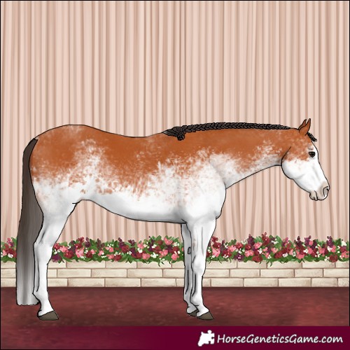 Horse Color:White Spotted Bay Splash  and White Spotted Bay Splash 