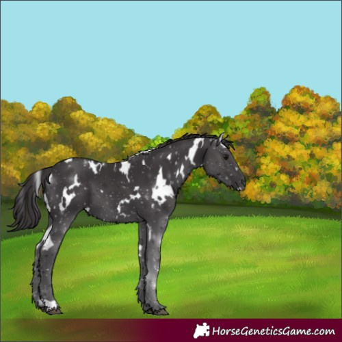 Horse Color:White Spotted Smoky Black 