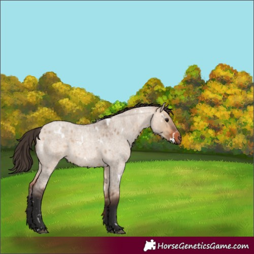 Horse Color:White Spotted Bay Roan Dun 
