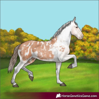 Horse Color:Bay Roan Appaloosa 