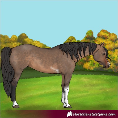 Horse Color:Brown Dun Tobiano 