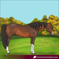Horse Color:Bay Splash Frame 