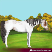 Horse Color:White Spotted Bay Roan Frame 