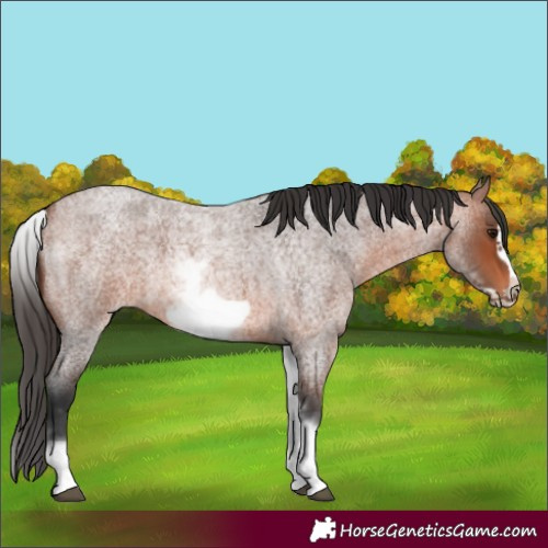 Horse Color:White Spotted Bay Roan Frame 