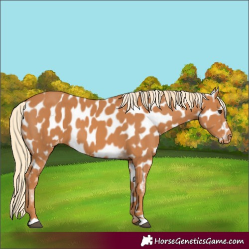 Horse Color:Chestnut Appaloosa 