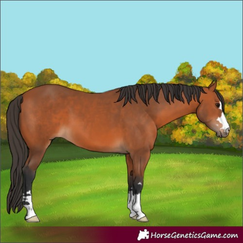 Horse Color:Bay 