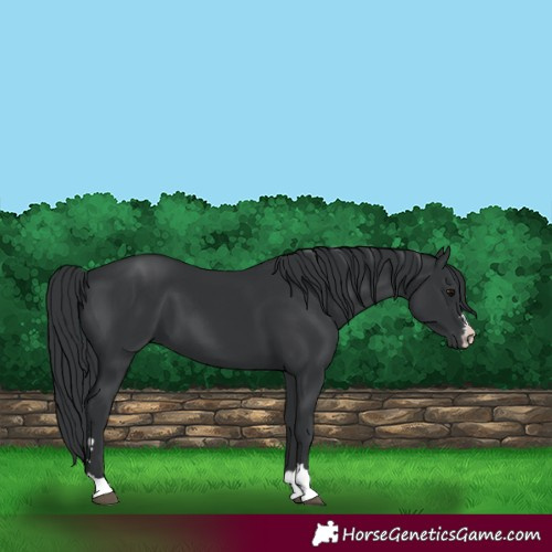 Horse Color:Black 