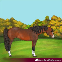 Horse Color:Bay 