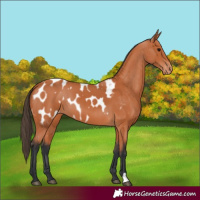Horse Color:Bay Appaloosa