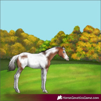 Horse Color:Bay Sabino Splash Tobiano Frame Rabicano 