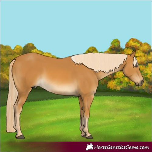 Horse Color:Palomino