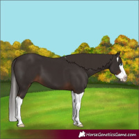 Horse Color:Liver Chestnut Splash