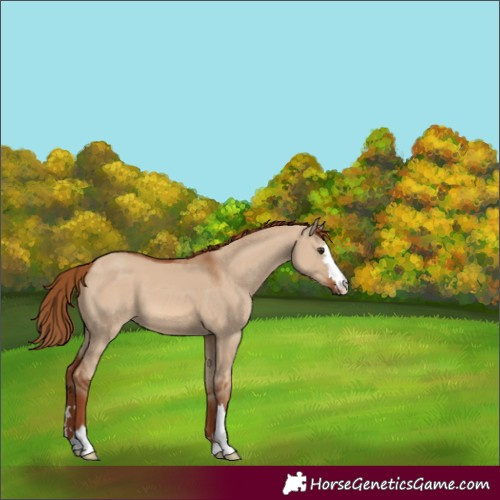 Horse Color:Unknown 