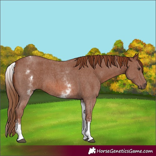 Horse Color:White Spotted Chestnut Sabino 
