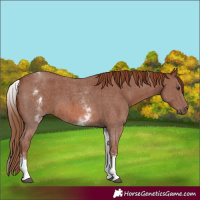 Horse Color:White Spotted Chestnut Sabino