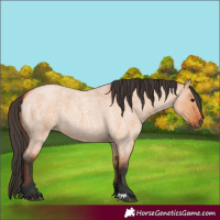 Horse Color:Bay Roan Dun 