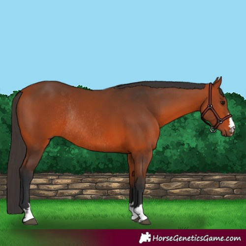 Horse Color:Bay Rabicano 