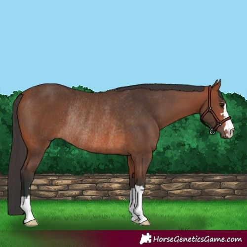 Horse Color:Bay Rabicano 