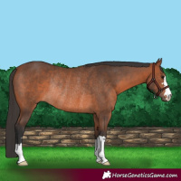 Horse Color:Bay Rabicano 