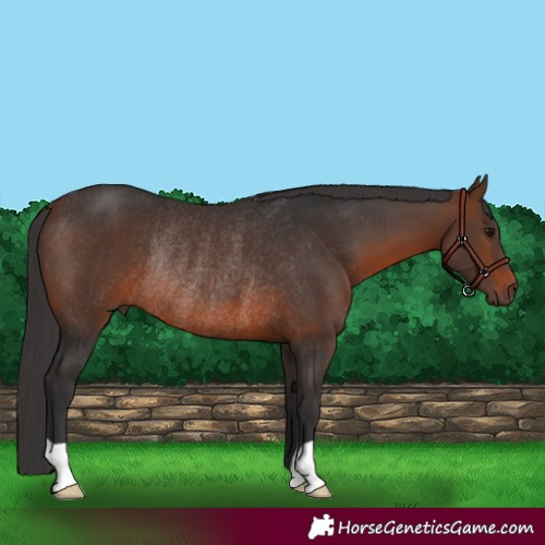 Horse Color:Brown Rabicano 