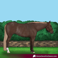 Horse Color:Liver Chestnut Rabicano 