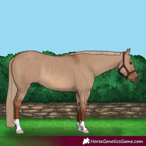 Horse Color:Red Dun Rabicano 
