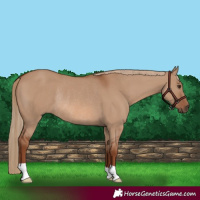 Horse Color:Red Dun Rabicano