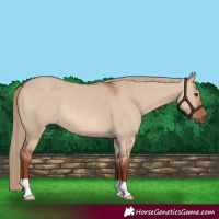 Horse Color:Red Dun Rabicano