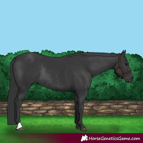 Horse Color:Black Rabicano 