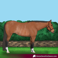 Horse Color:Bay Rabicano 
