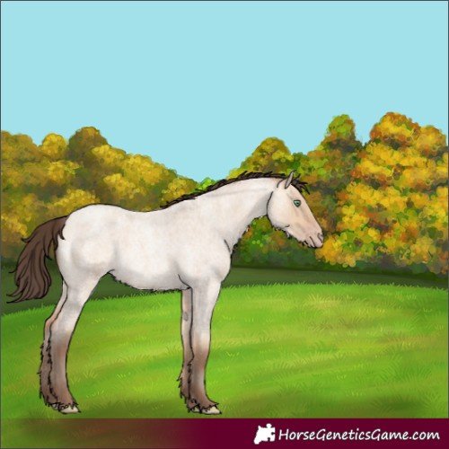 Horse Color:Amber Champagne Roan Dun 