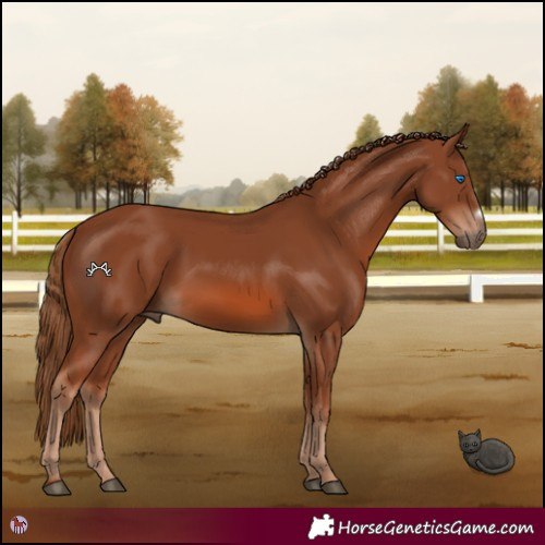Horse Color:Chestnut Frame 