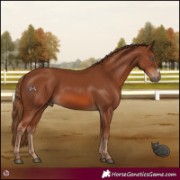 Horse Color:Chestnut Frame 