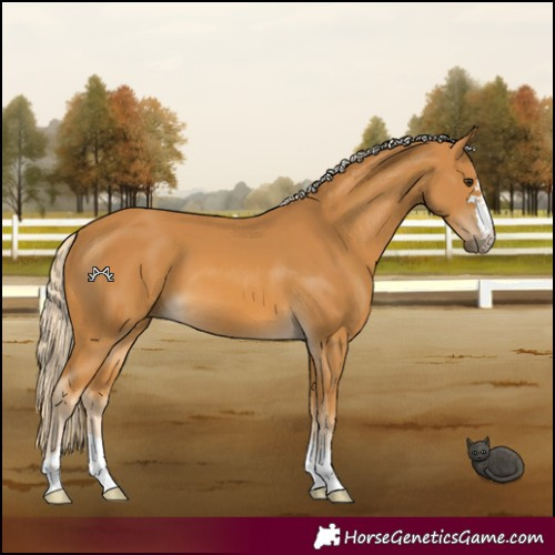Horse Color:Palomino 