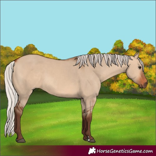 Horse Color:Silver Bay Dun 