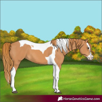 Horse Color:Chestnut Splash Tobiano 