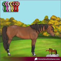 Horse Color:Bay 