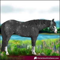 Horse Color:Black Appaloosa 