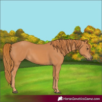 Horse Color:Chestnut 