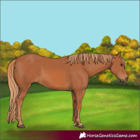 Horse Color:Chestnut 