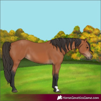 Horse Color:Bay 