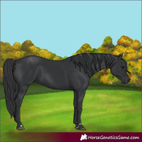 Horse Color:Black 